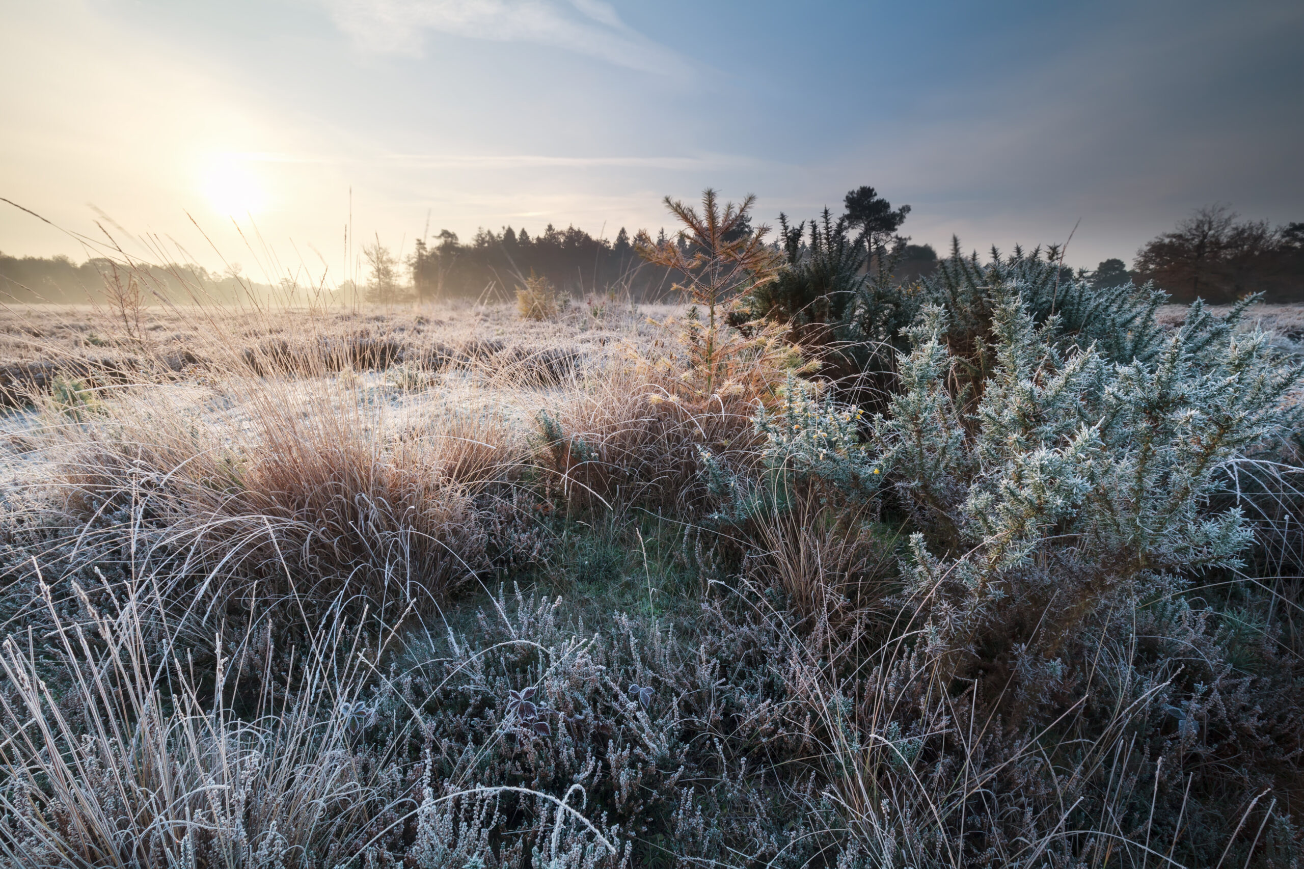 Landschaft mit Gräsern im Vordergrund, alles ist von Frost überzogen, im Hintergrund geht die Sonne auf.